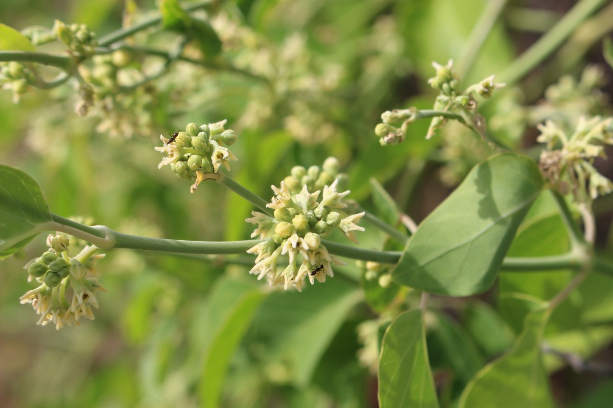 Leptadenia reticulata (Retz.) Wight & Arn